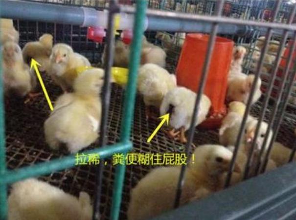 养鸡小妙招鸡老是啄毛怎么办,养鸡小鸡糊肛怎么办