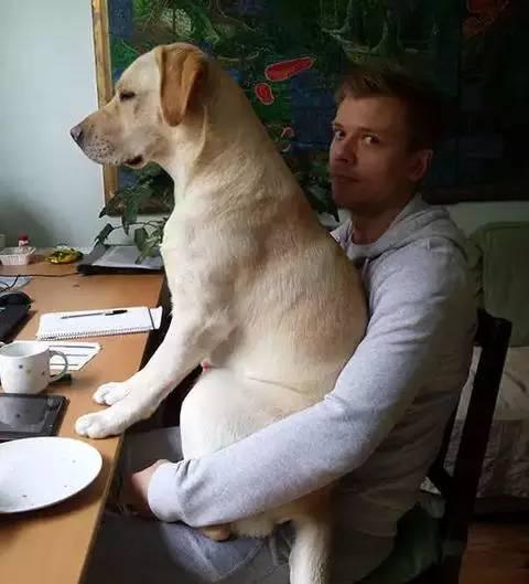 养母狗有什么好处和坏处,养母狗的好处是什么