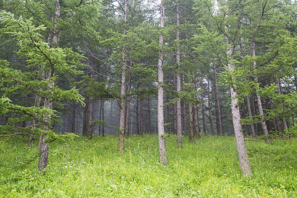 河北承德坝上草原京北第一草原,京北第一草原和坝上草原嘉年华