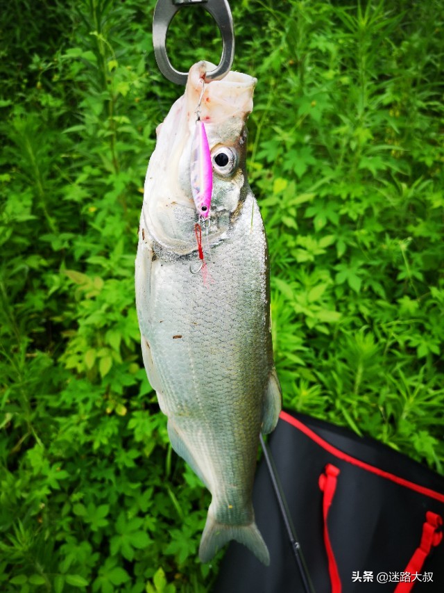 路亚翘嘴必备饵,路亚新手必备三个忠告