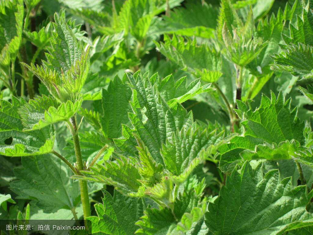 中草药荨麻的功效,荨麻疹有什么中草药可以治疗