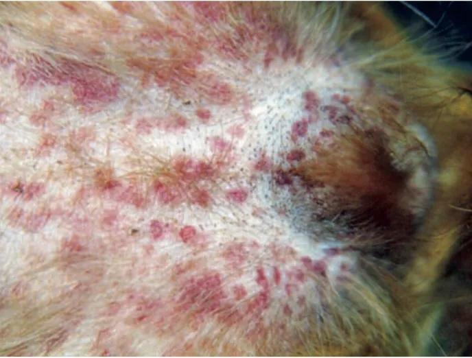 [宠物疾病知识科普]犬埃利希体病