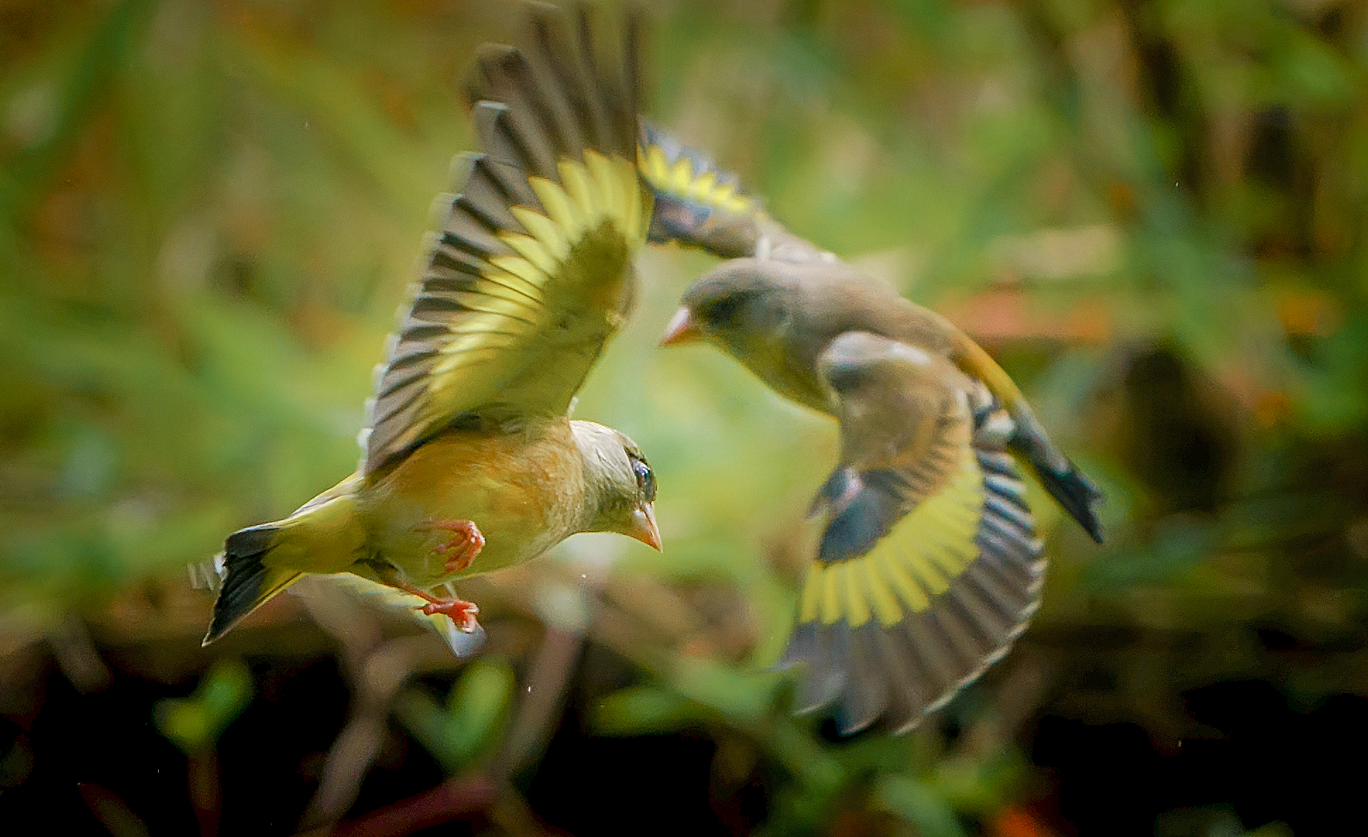东江揽胜,惠州淡水常见鸟类图谱