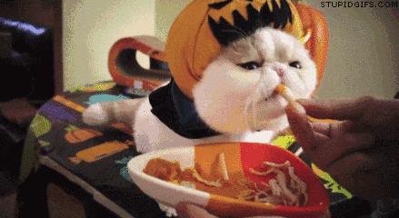 狗狗吃饭急怎么训,狗狗出门闻别的狗