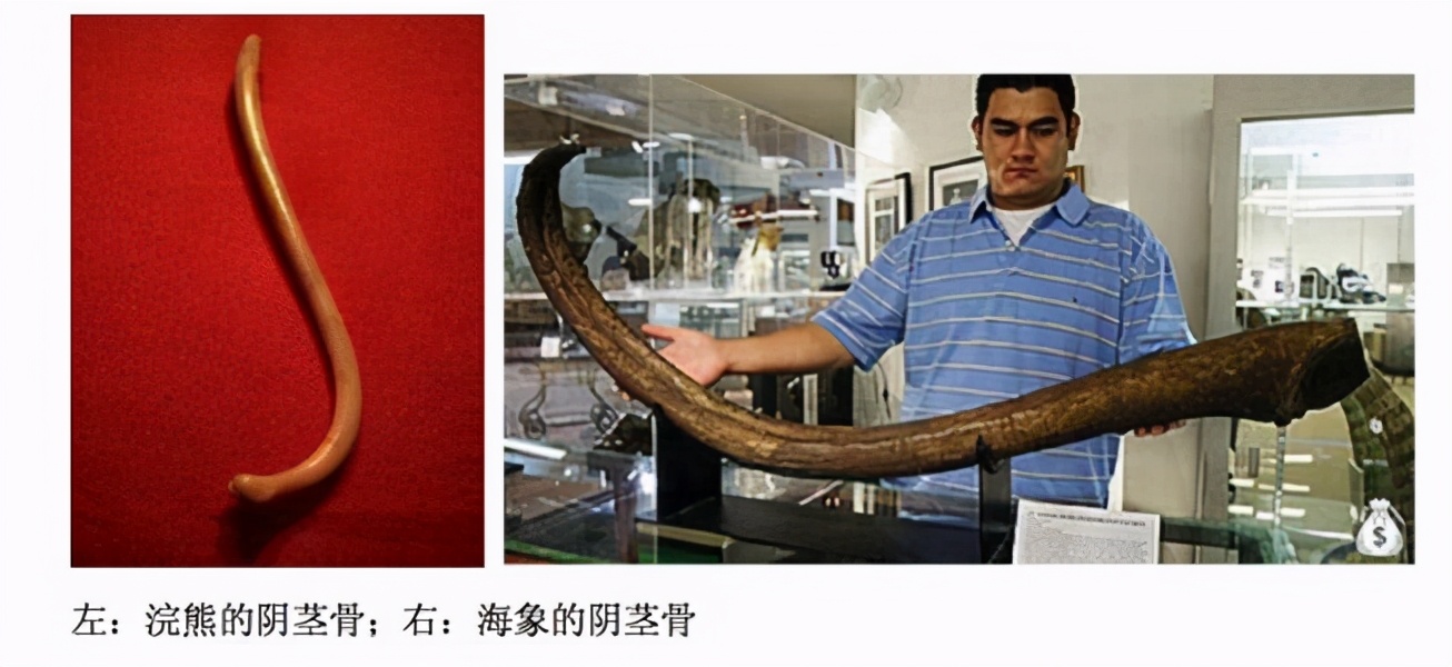 动物间的性选择,是进化出奇特复杂的生殖器官和绚丽外形的源动力