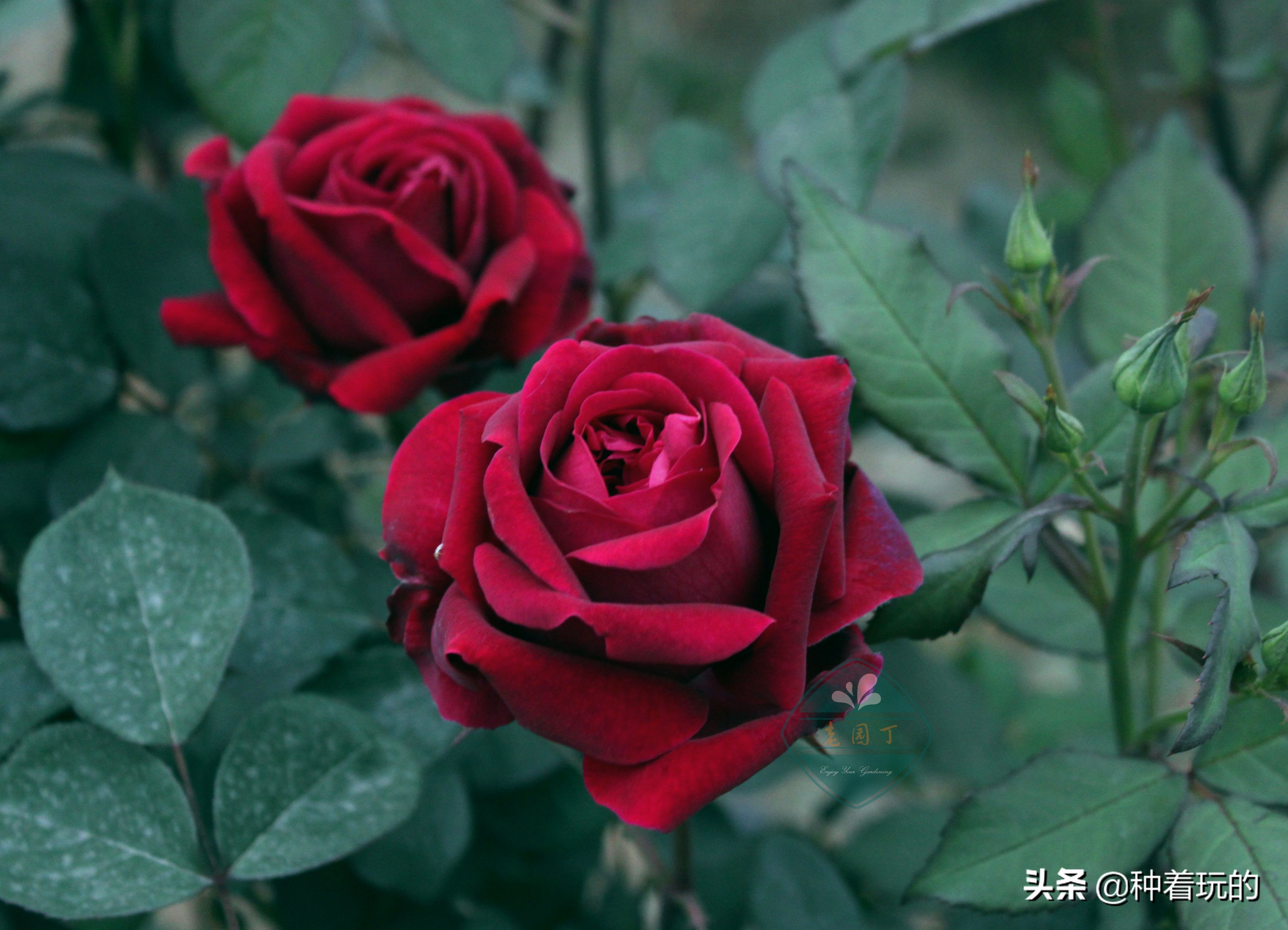 又香又漂亮的月季,一款特别仙气的月季花