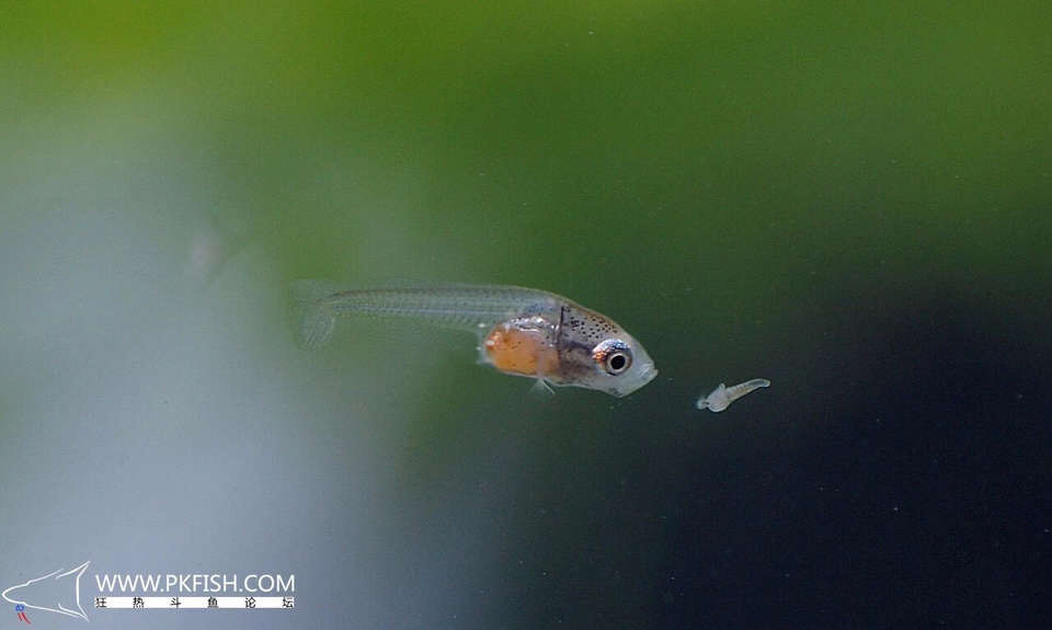 中国斗鱼繁殖直播教程视频,繁殖中国斗鱼要多大的鱼缸