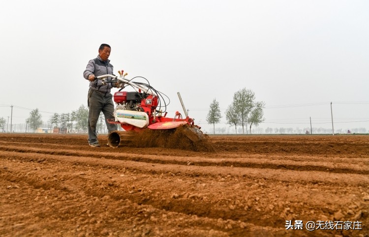 春耕生产忙播撒新希望,栾城生姜种植新政策
