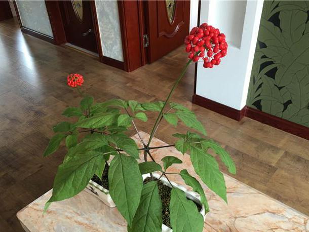 在家养一棵人参,在家里种植人参