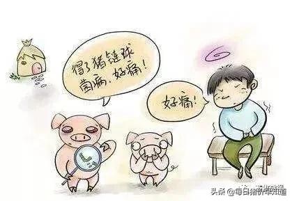 猪链球菌病最佳的防治手段,猪链球菌关节炎怎么预防