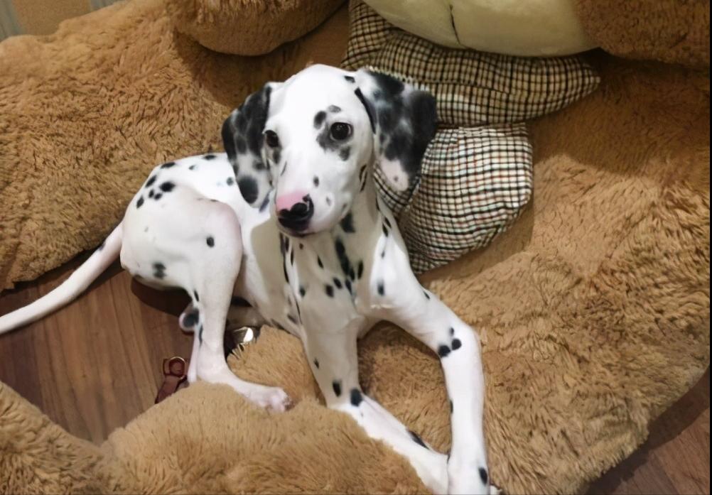 为啥现在很少见斑点狗了,斑点狗为什么无人问津