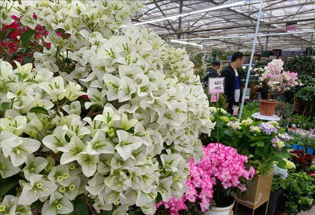 花店买花怎么选划算,花店买花一般怎么买