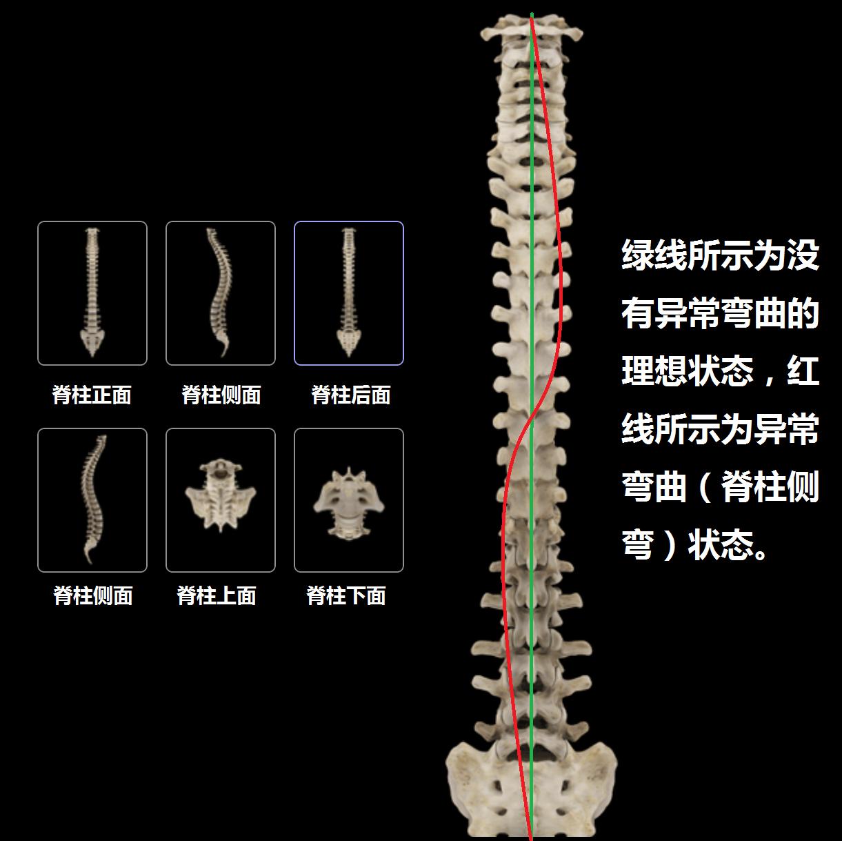 上班族该怎么预防腰痛,腰痛要警惕四种原因及治疗方法
