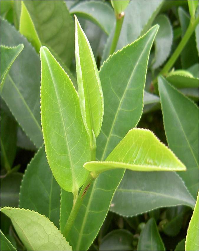 茶叶里的甜味来自哪里,茶叶里的青草味