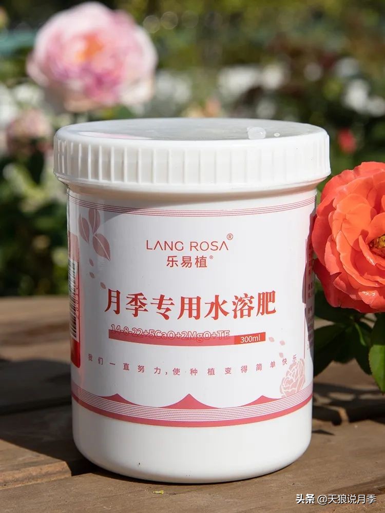 多久可以打造出一面月季花墙,月季花墙怎么养成