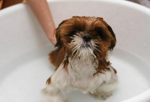 养狗小知识不能吃什么,养狗不知道的秘密