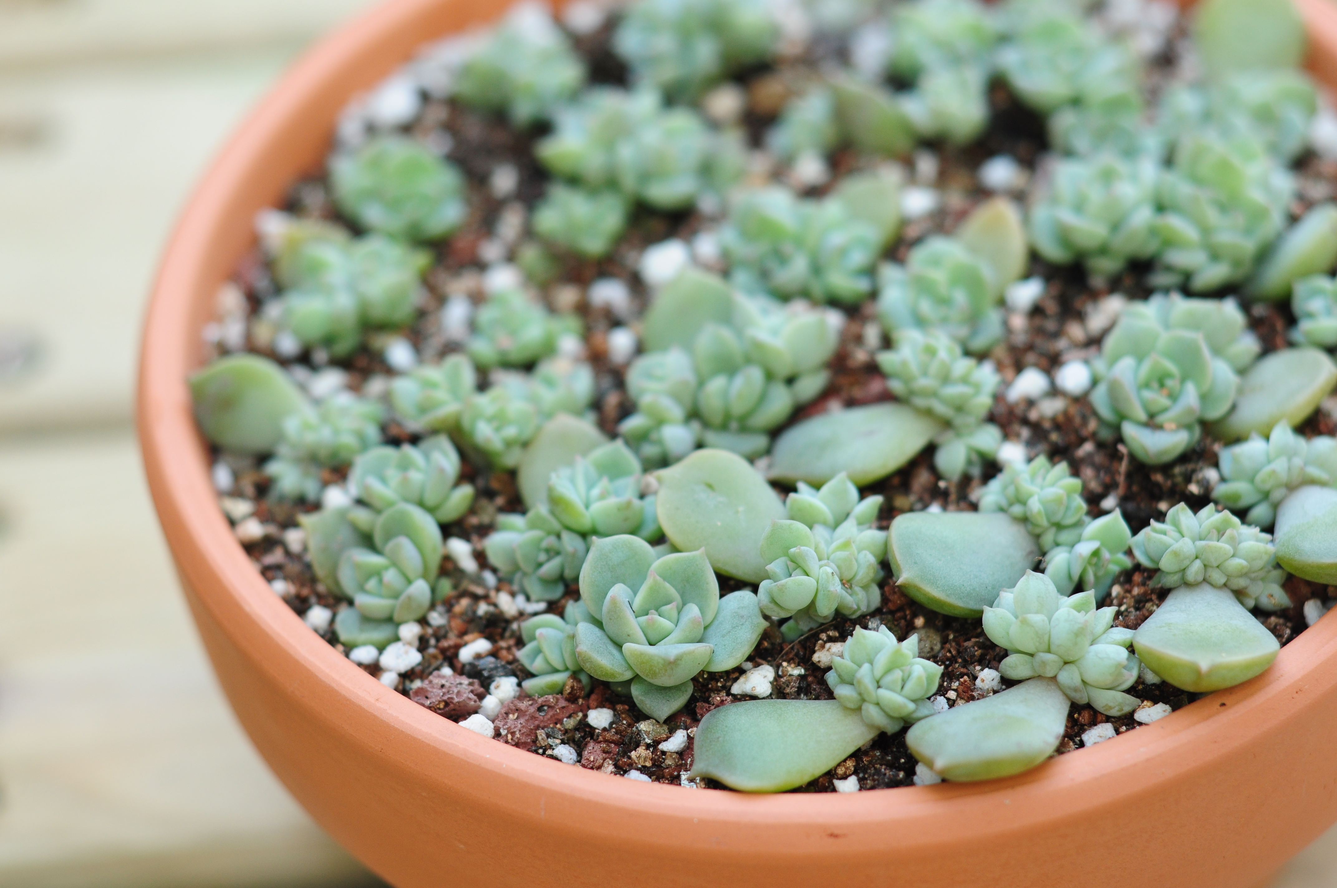 叶插后叶子怎么办,叶插出芽后怎么处理