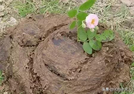 猪粪牛粪羊粪鸡粪养月季哪个更好,鸡粪牛粪羊粪肥的区别
