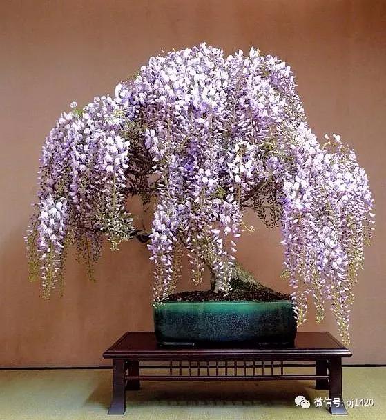 紫藤之美,紫藤迷人的气质