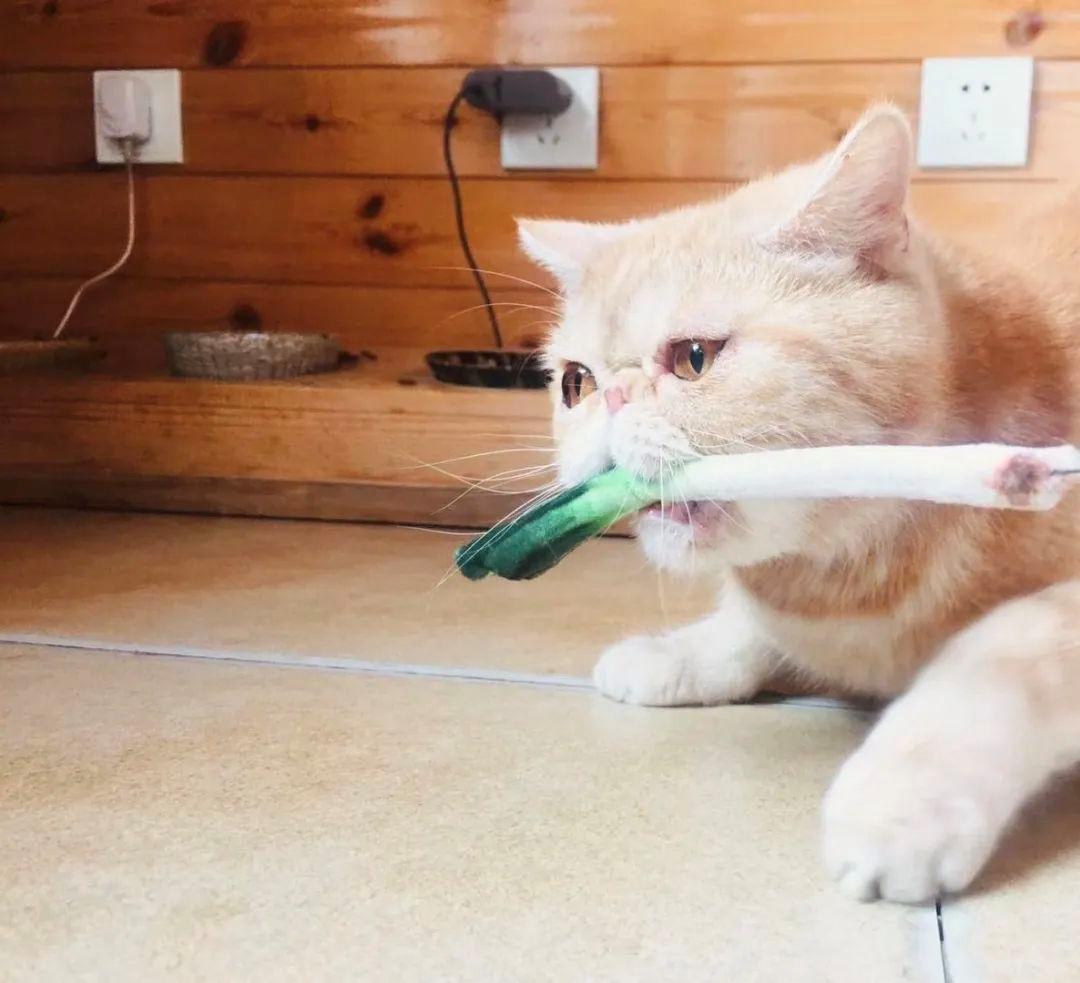 小猫咪为什么喜欢在阳光底下翻滚,小猫咪为什么爱偷袭