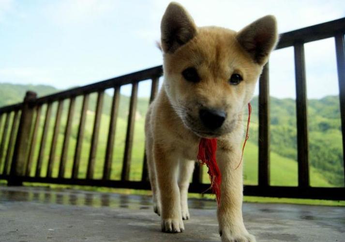 古话说猫来穷狗来富是真的吗,狗来富猫来穷有这样的说法吗