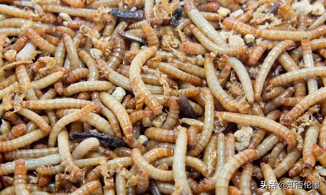 2024年返乡创业可以做什么项目,年轻人在农村创业投资十大好项目