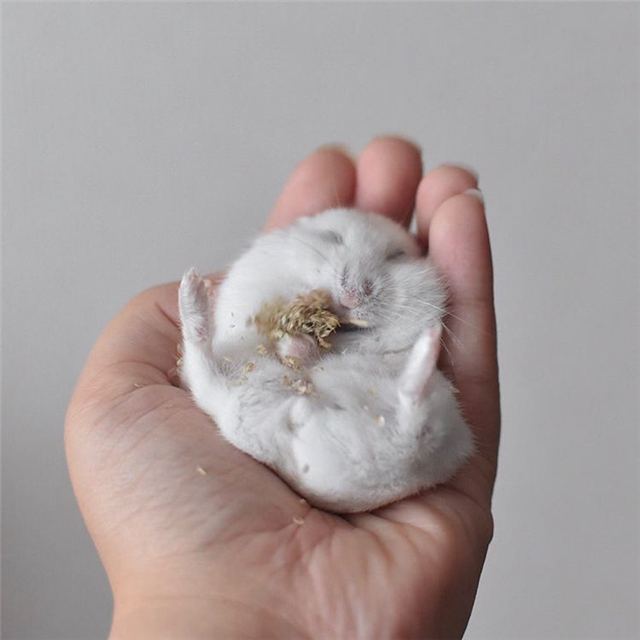仓鼠躺手吃美食,虽然看着很可爱,但饲主内心很复杂