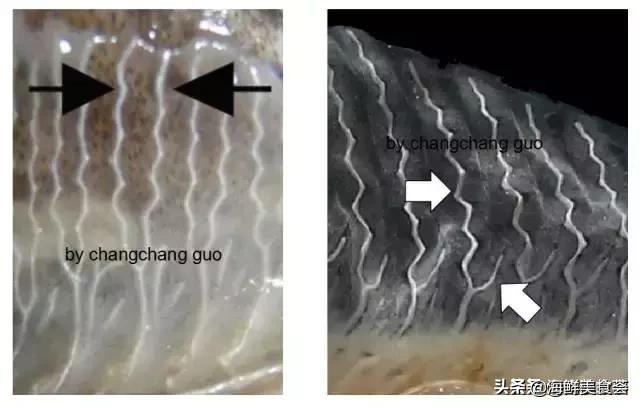 曾是四大海产之一，靠叫声互相识别，却被人类用噪声团灭