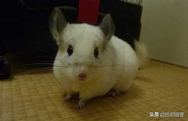 养龙猫要注意什么,龙猫运输注意事项