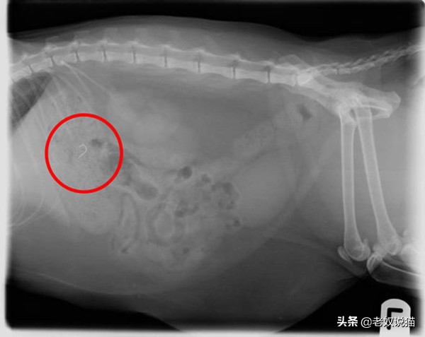 猫咪爪子的x光片,猫咪心脏x光片