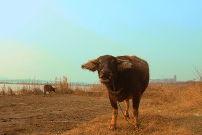 膘肥体壮长势良好下一句,膘肥体壮长势良好