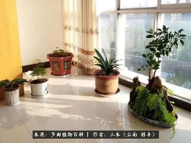 结缘多肉，阳台这一亩三分地就是我的世外桃源