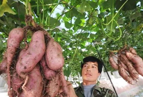 农村24个挣钱的事业,谁先做谁就是最先吃到螃蟹的人