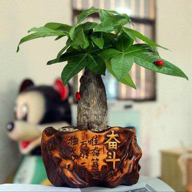 盆里加上“黄金豆”，叶片油亮亮，烂根黄叶都没有，发财树真好养