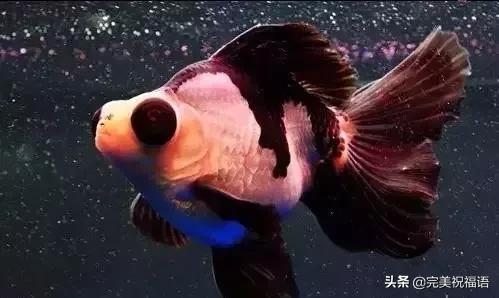 祝大家新年快乐年年有锦鲤,祝大家新年大吉年年有鱼