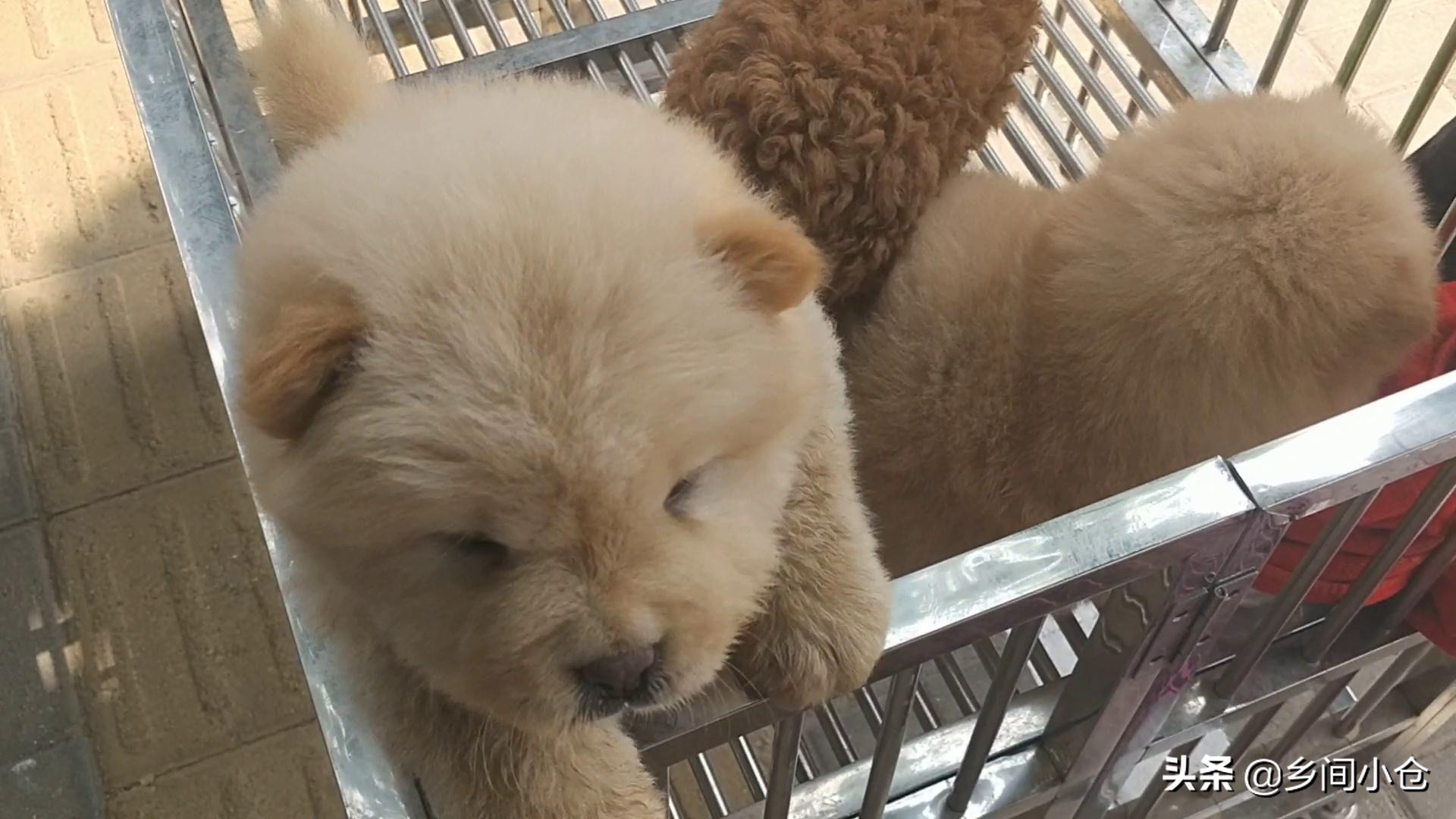 豫东最大狗市在哪里 (豫东南最大的狗市在哪里)