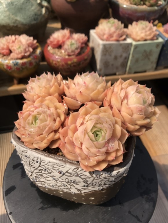 惊艳的韩国多肉,让人震撼的多肉