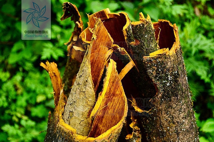 神农本草经中的药材图片,神农本草经高清彩图