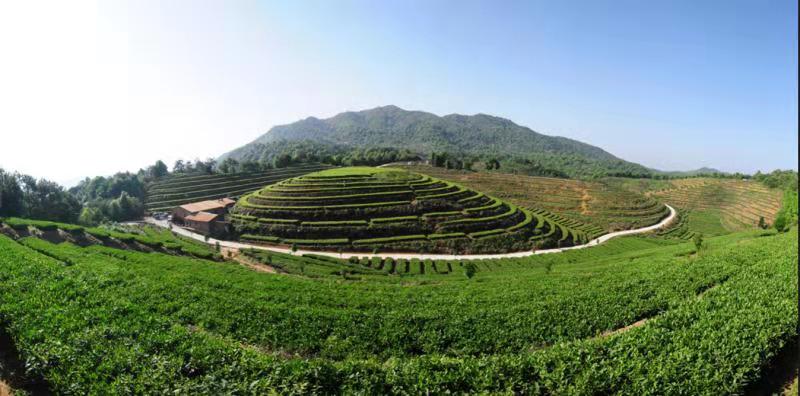绿茶的制作过程,绿茶饮品制作