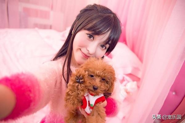 狗女来大姨妈了，铲屎官们知道要怎么处理吗？