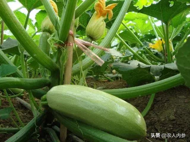 西葫芦坐瓜后怎么管理,西葫芦结瓜期如何管理