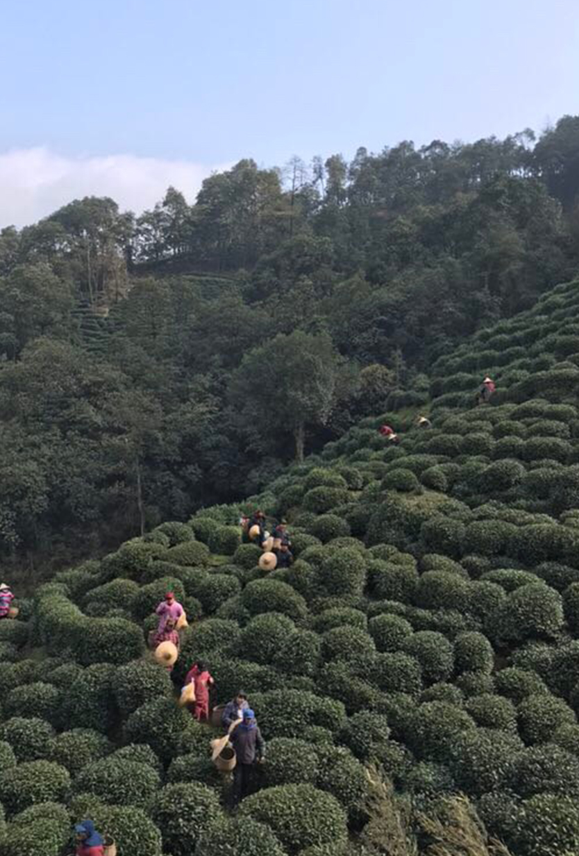 龙井哪里茶最正宗,龙井醉美山水茶