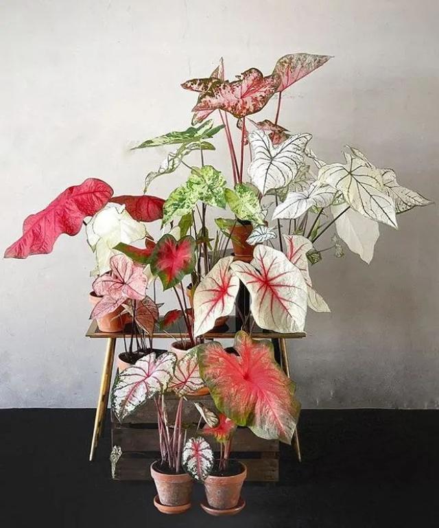 家里养什么花好看又好养又旺风水,12种吉祥花适合养在家里