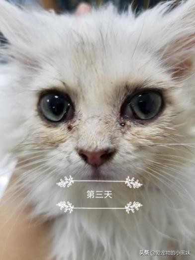 小猫打喷嚏流眼泪,小猫一直打喷嚏流眼泪眼屎多