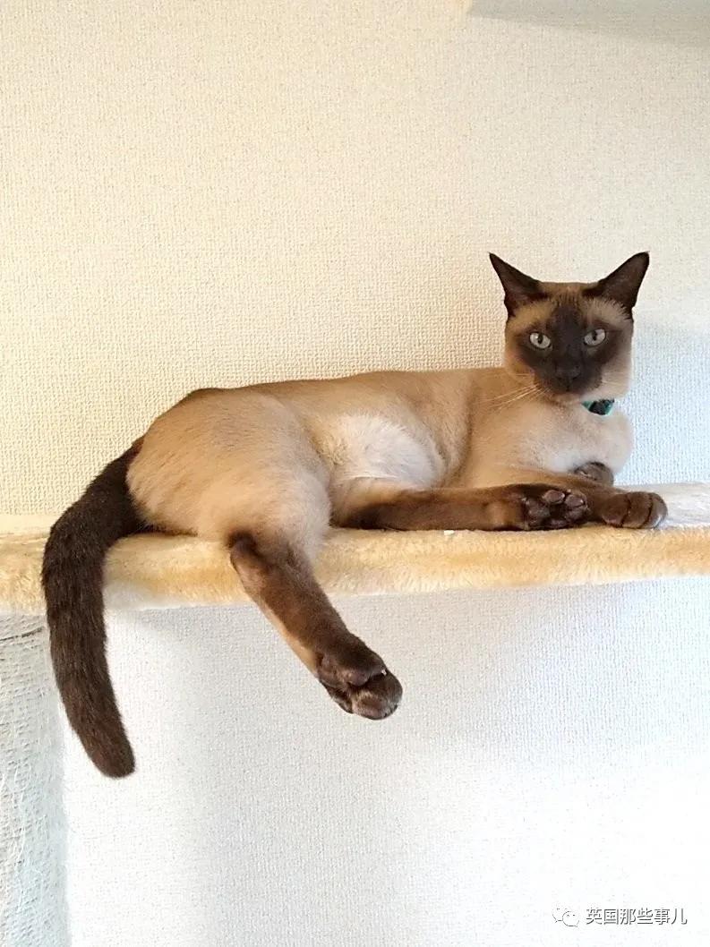 养暹罗等于养好几种猫,重庆暹罗猫变黑了还能白回来吗