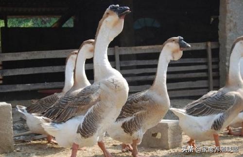 散养蛋鹅100只一天能下多少蛋,小白鹅一年能产多少蛋