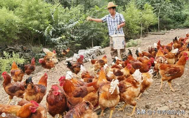 鸡嗉囊胀气还喂食吗,鸡消化不好嗉囊胀气积食该怎么办
