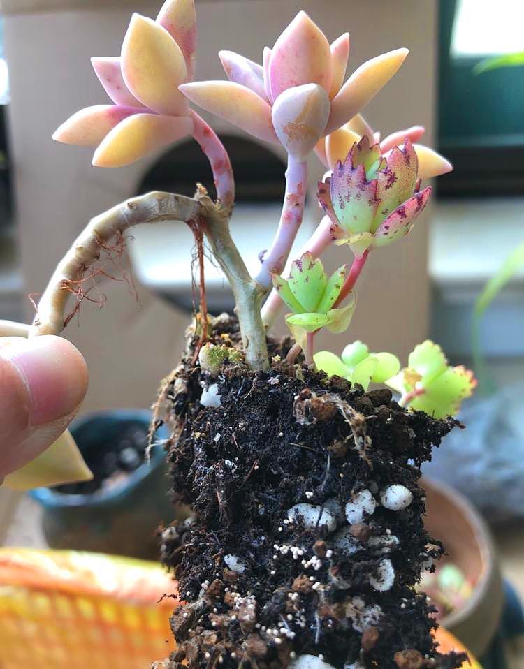 多肉长了小白虫喷白醋,多肉长了小白虫可以用花露水吗