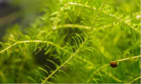虾蟹最喜爱的水草,沉水植物伊乐藻属于藻类植物