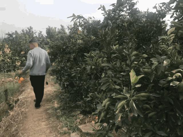 成都看花玩水,成都春游看花